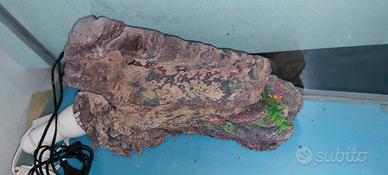 Tartarughiera con vetro frontale a onda