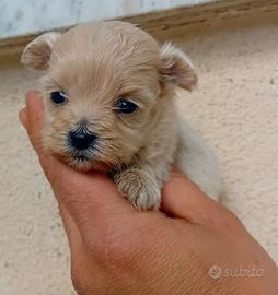 cuccioli di maltipo mini mini Toy da borsetta 