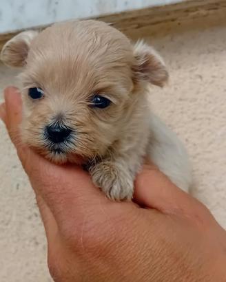 cuccioli di maltipo mini mini Toy da borsetta 