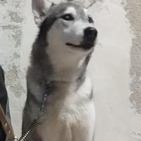 Charly 3 anni