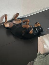 Rottweiler