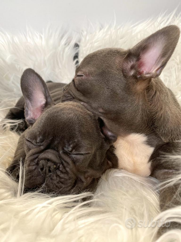 Bouledogue - Bulldog francese blu da 80 € al mese - Annunci Milano