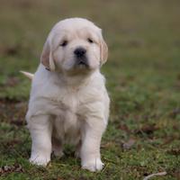Golden retriver testati