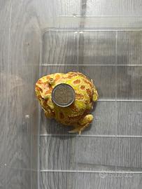 Rana Pacman-Ceratophrys Cranwelli