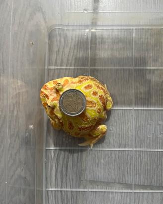 Rana Pacman-Ceratophrys Cranwelli