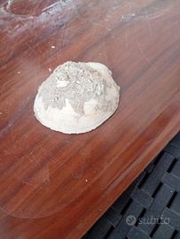 fossili 