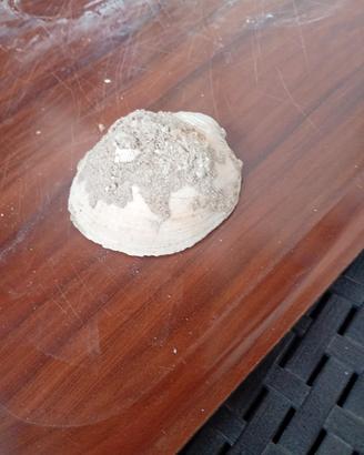 fossili 