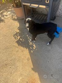 Affido cucciolo 3 mesi incrocio Labrador