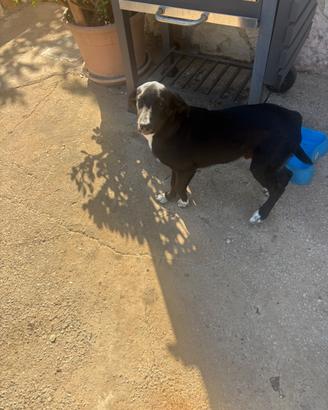 Affido cucciolo 3 mesi incrocio Labrador