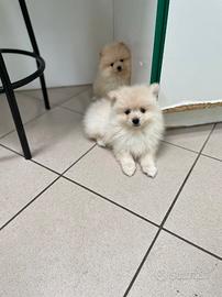 Cucciolo di Spitz tedesco nano