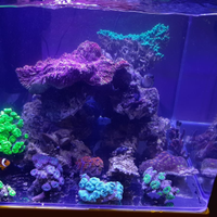 Talee coralli acquario marino