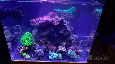 Talee coralli acquario marino