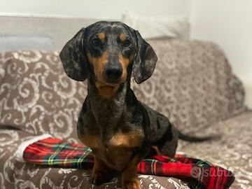 Bassotto Tedesco Maschio MON TA