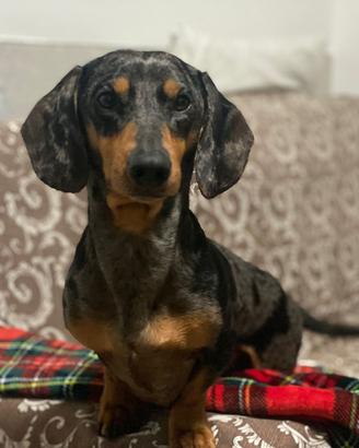 Bassotto Tedesco Maschio MON TA