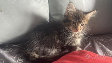 Splendidi cuccioli Maine Coon