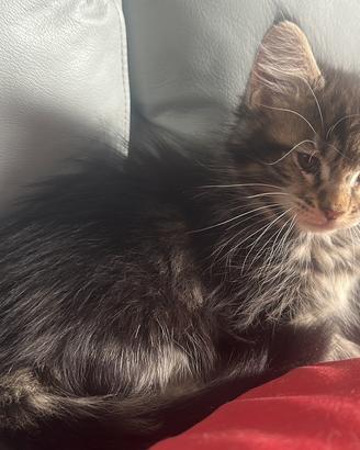 Splendidi cuccioli Maine Coon