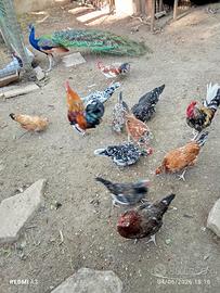 Galline polli, fagiani