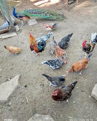 Galline polli, fagiani