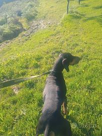 Segugio per caccia alla lepre