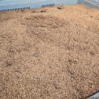 Nocciolino per termo stufe
