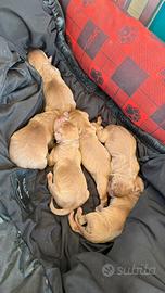 Cuccioli American Pitbull Terrier