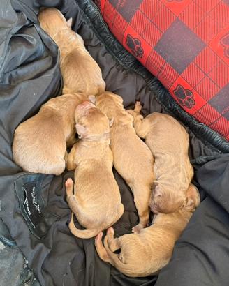 Cuccioli American Pitbull Terrier