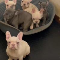 Bulldog francese maschietti