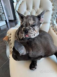 Bulldog francesi