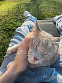 Gas dolcissimo 15 anni di campagna