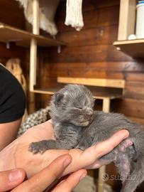 Cuccioli Maine Coon