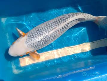 Carpa Koi Asagi cm 65