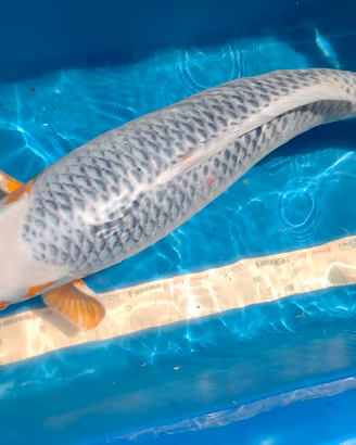 Carpa Koi Asagi cm 65
