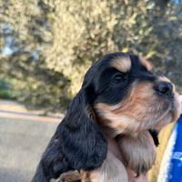 Cocker Spaniel Inglese