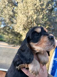 Cocker Spaniel Inglese