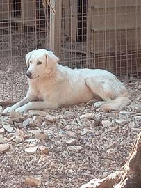 Bijoux e Tobia fratelli buoni e inseparabili