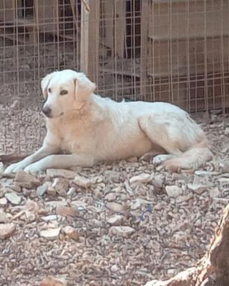 Bijoux e Tobia fratelli buoni e inseparabili
