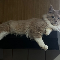 Maine coon per monta