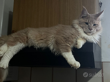 Maine coon per monta