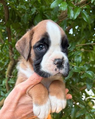 Cucciolo boxer maschio fulvo
