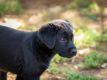Cuccioli maschi Labrador due mesi