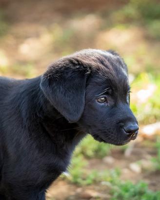 Cuccioli maschi Labrador due mesi