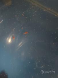 Avannotti e grandi di guppy,portospada e plati