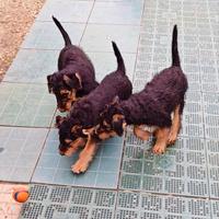 Cuccioli Airedale Terrier