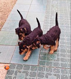 Cuccioli Airedale Terrier