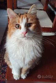 Gattina femmina 2 anni