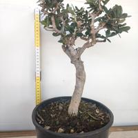 Ulivo prebonsai U07