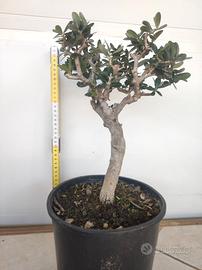 Ulivo prebonsai U07