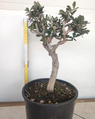 Ulivo prebonsai U07