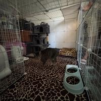 Catio per gatti interno 142x142 h109 moduli da 35