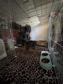 Catio per gatti interno 142x142 h109 moduli da 35